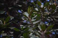 Sideroxylon ferrugineum